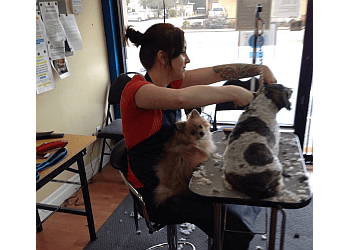 Chilliwack pet grooming The Dogfather