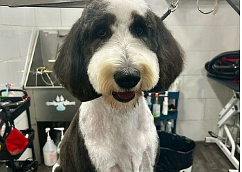 Toronto pet grooming Dogfather and Co.