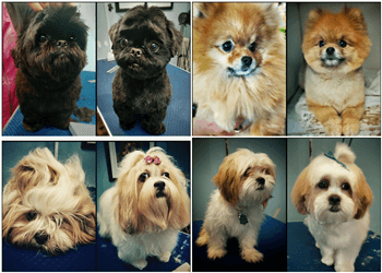 Toronto pet grooming Dogfather and Co.