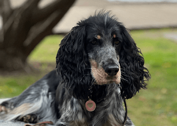 Markham dog trainer Doggie Basics