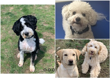 Markham dog trainer Doggie Basics