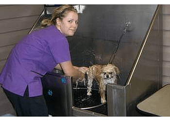 Oakville pet grooming Doggie Dip & Clip Inc.