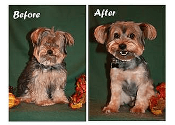 Oakville pet grooming Doggie Dip & Clip Inc.