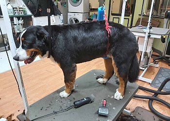 Sault Ste Marie Salons de Toilettage Pour Animaux De Compagnie Doggie Styles Pet Pampering