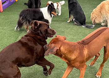Doggieland - Vaughan, ON Dog Trainers - Dog Training Session Image