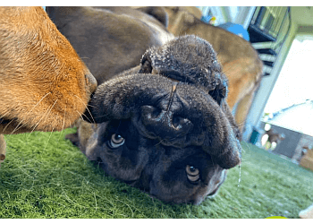 Vaughan dog trainer Doggieland