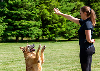 Chatham dog trainer Doggy Discovery Zone