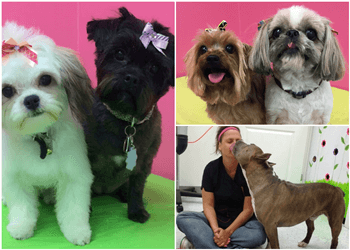 Abbotsford pet grooming Doggy Shop Grooming