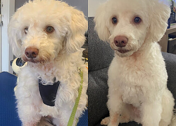 Richmond pet grooming Doggy Six Grooming & Pet Services
