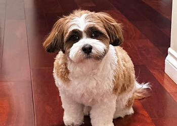 Richmond pet grooming Doggy Six Grooming & Pet Services