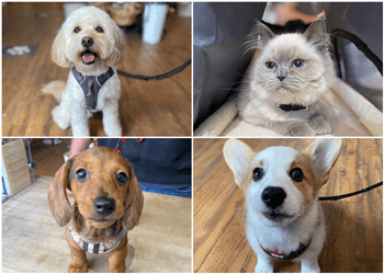 Montreal pet grooming Doghaus
