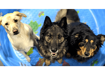 Calgary dog trainer Dogma Training