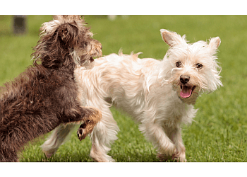 Calgary dog trainer Dogma Training