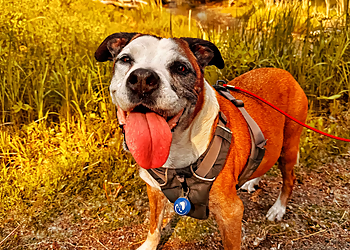 Dogma Training - Calgary, AB Dresseurs De Chiens - Dog Image