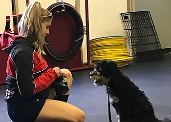 Dogma Training Dogma Training - Calgary, AB Dresseurs De Chiens - Dog Training Image