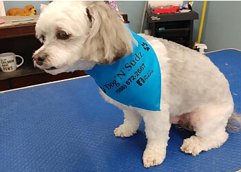 Saint John Salons de Toilettage Pour Animaux De Compagnie Dog N Sudz