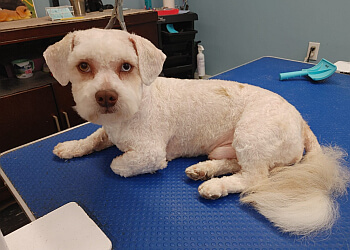 Saint John Salons de Toilettage Pour Animaux De Compagnie Dog N Sudz