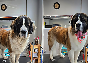 Airdrie Salons de Toilettage Pour Animaux De Compagnie Dogos World Professional Dog Grooming