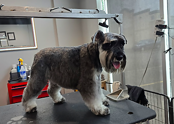 Airdrie Salons de Toilettage Pour Animaux De Compagnie Dogos World Professional Dog Grooming