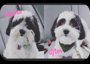 Hamilton Salons de Toilettage Pour Animaux De Compagnie Dogs By Daisy