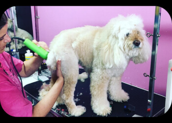 Hamilton Salons de Toilettage Pour Animaux De Compagnie Dogs By Daisy