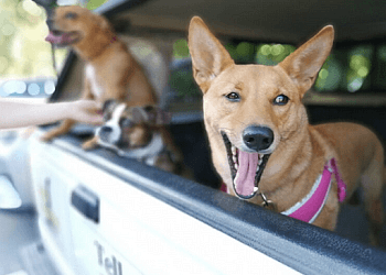 Burnaby dog trainer Dogs Crossing: Dog Training & Pet Services