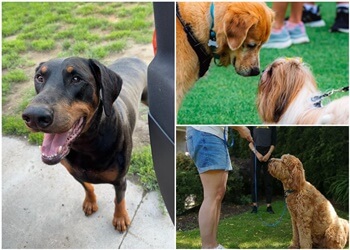 Burnaby dog trainer Dogs Crossing: Dog Training & Pet Services