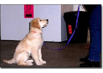 Regina Dog Trainers Dog's Den Training School