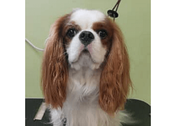 St Johns Salons de Toilettage Pour Animaux De Compagnie Dogs Divine Grooming and Supplies