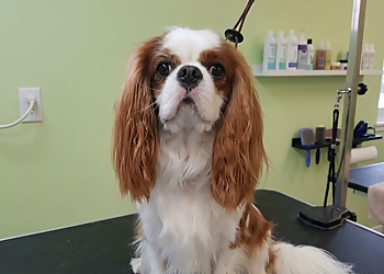 Dogs Divine Grooming and Supplies - St Johns, NL Pet Grooming - Service Image