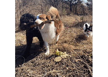 Guelph dog trainer Dogs In The Park