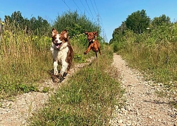 Guelph dog trainer Dogs In The Park