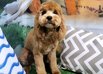 Pickering pet grooming Dogs Town