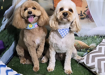 Pickering pet grooming Dogs Town