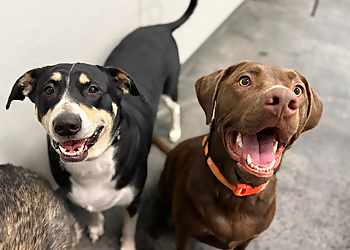 Brampton dog trainer Dogtopia of Lionhead