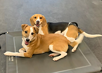 Brampton dog trainer Dogtopia of Lionhead