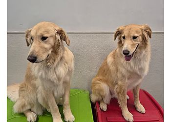 Brampton Dresseurs De Chiens Dogtopia of Lionhead