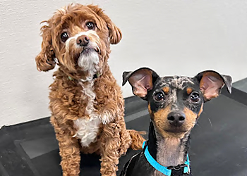 Dogtopia of Milton - Milton, ON Dresseurs De Chiens - Dog Image