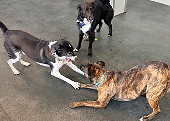 Dogtopia of Milton Dogtopia of Milton - Milton, ON Dresseurs De Chiens - Dog Training Image