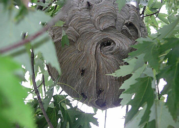 Halton Hills Services d'extermination de parasites Dr. Bug-Urban Pest Control Ltd.