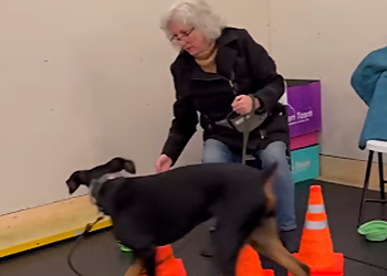 Dream Team Canine Coaching & Consulting - Fredericton, NB Dog Trainers - Dog Trainer Image