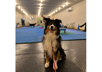 Fredericton dog trainer Dream Team Canine Coaching & Consulting