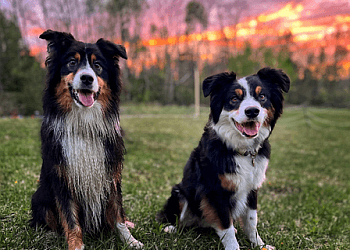 Fredericton dog trainer Dream Team Canine Coaching & Consulting