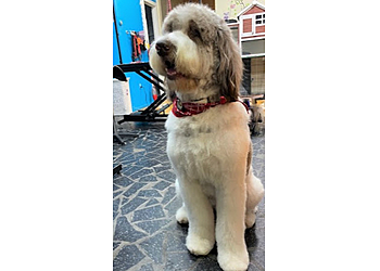 Saint Hyacinthe pet grooming Du Toilettage O'Fil