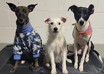 Dumbledogs - Winnipeg, MB Dog Trainers - Dog Image