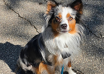 Dumbledogs - Winnipeg, MB Dog Trainers - Puppy Image
