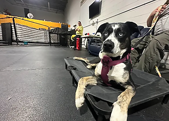 Dumbledogs - Winnipeg, MB Dog Trainers - Dog Training Image