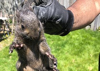Brampton animal removal Durapest Wildlife Removal and Pest Control