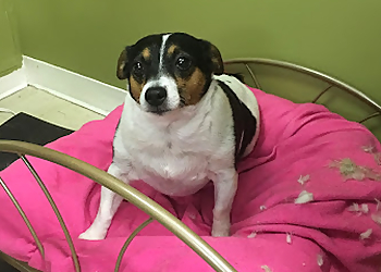 Whitby pet grooming Durham Dog Grooming