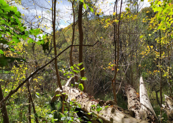 Mississauga hiking trail Erindale Park